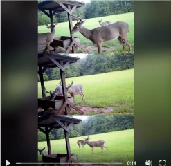 Spartan Wireless GoLive 4G/LTE Trail Camera | EDGE -Camouflage Sales Shop Screen Shot 2022 06 13 at 12.02.36 PM 96155.1655136178